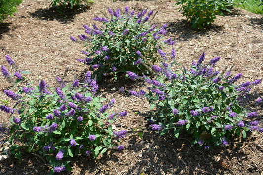 Buddleia-Lo and Behold Blue Chip Jr. 2C