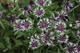 Centaurea-Amethyst in Snow 1C