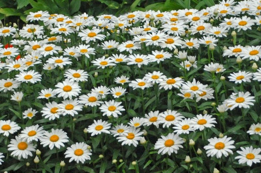 Leucanthemum-Snowcap 1C