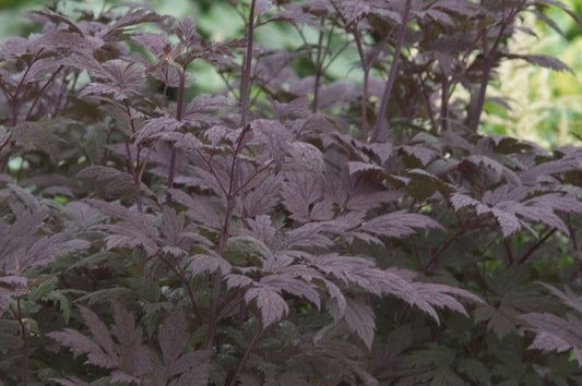 Cimicifuga-Hillside Black Beauty 1C