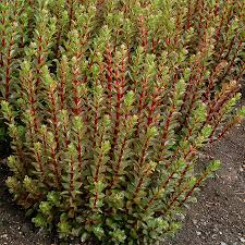 Sedum-Double Martini 1C