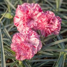Dianthus-Pinball Wizard 1C