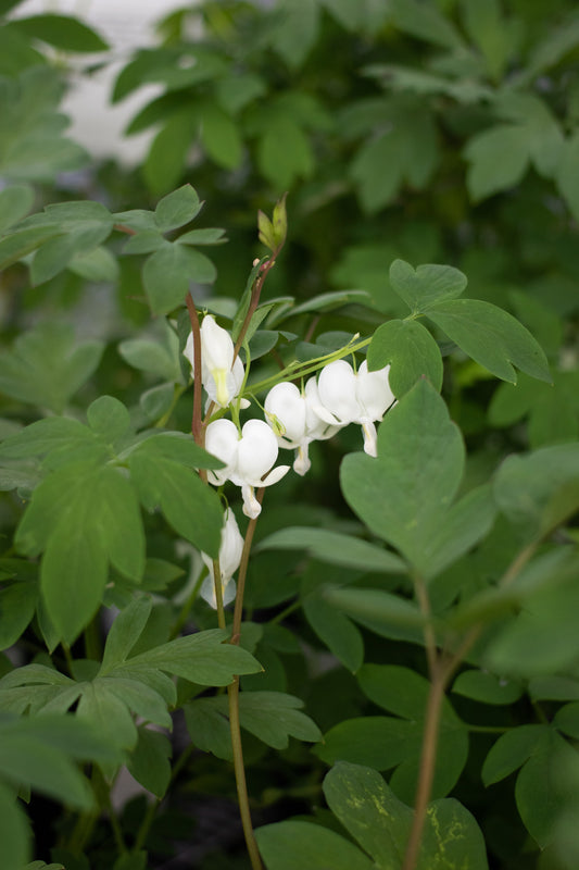 Dicentra-Alba 1C