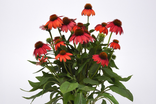 Echinacea-Artisan Red Ombre 1C