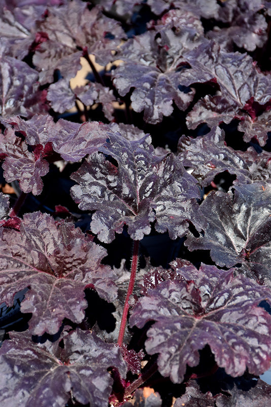 Heuchera-Evening Gown 1C