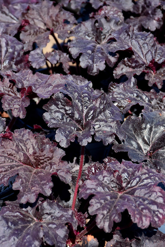 Heuchera-Evening Gown 1C