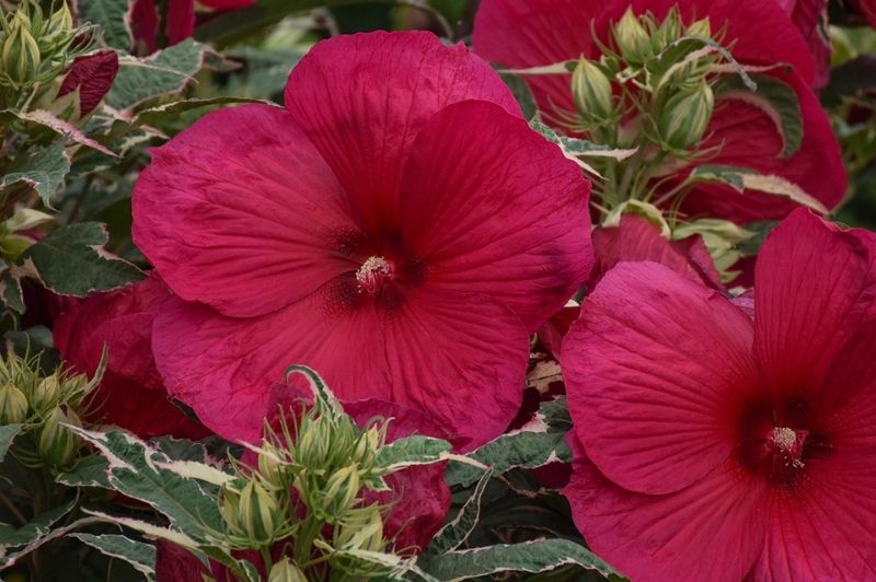 Hibiscus-Summer Carnival 2C