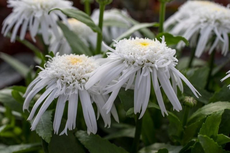 Leucanthemum-Carpet Angel Daisy 1C