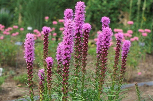 Liatris-Kobold 1C