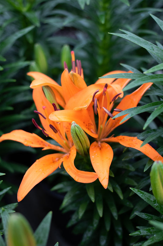 Lilium-Looks Tiny Invader 1C