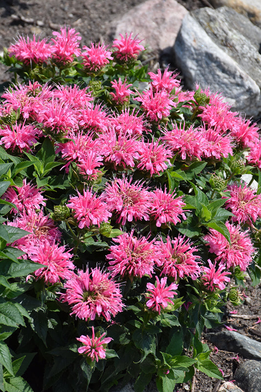 Monarda-Leading Lady Pink 1C