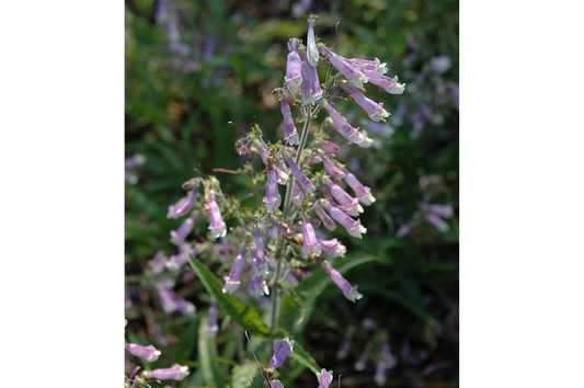 Penstemon-Hirsutus 1C