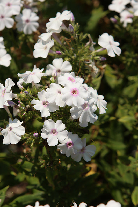 Phlox-Kapow White 1C