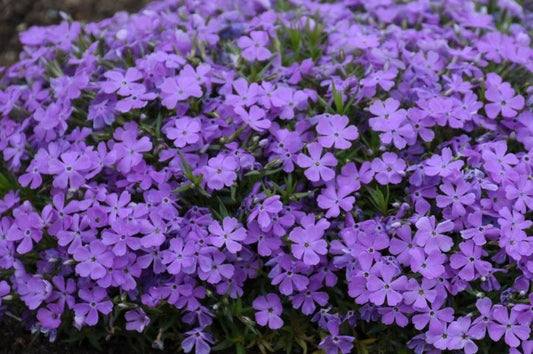 Phlox-Crater Lake 1C