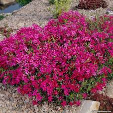 Phlox-Scarlet Flame 1C