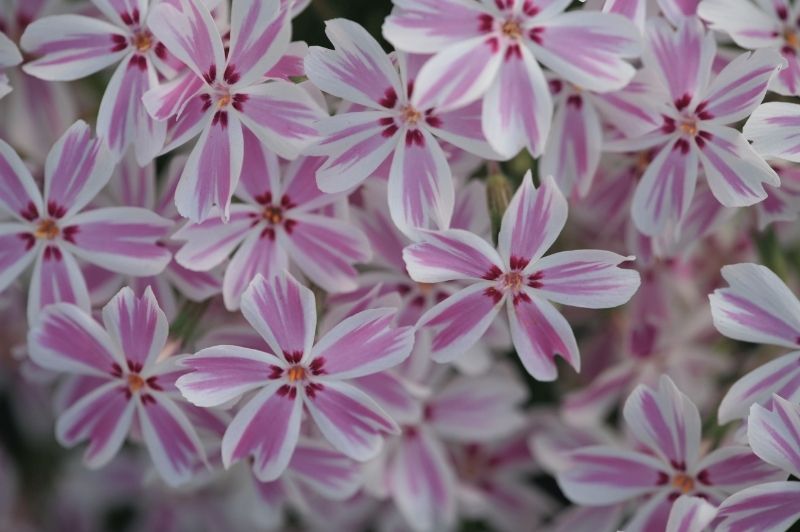 Phlox-Candy Stripe 1C