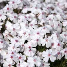 Phlox-Amazing Grace 1C