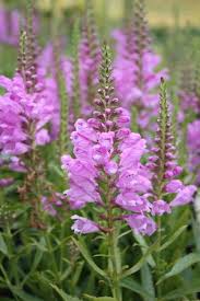 Physostegia-Vivid 1C