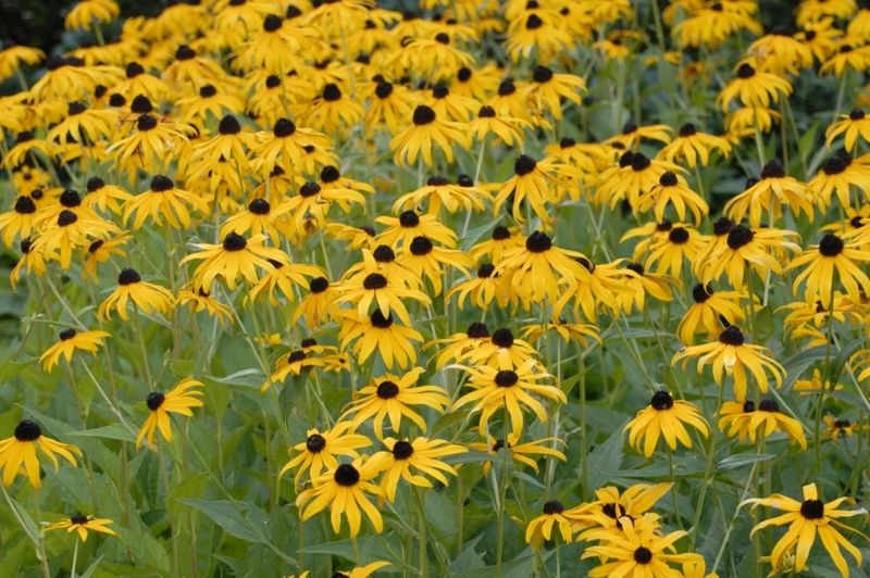 Rudbeckia-Goldsturm 1C