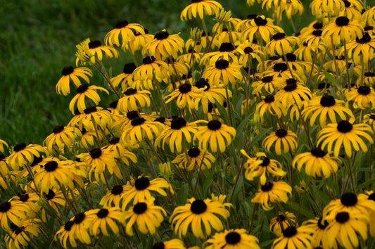 Rudbeckia-American Gold Rush 1C