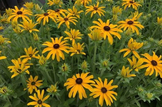 Rudbeckia-Glitters Like Gold 1C