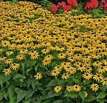 Rudbeckia-Viette's Little Suzy 1C