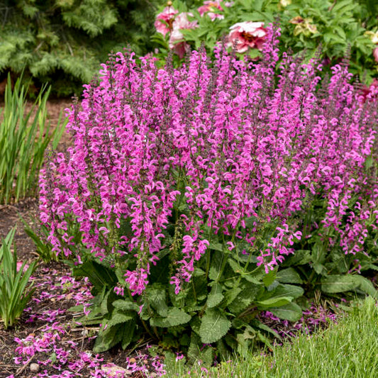 Salvia-Moulin Rouge 1C