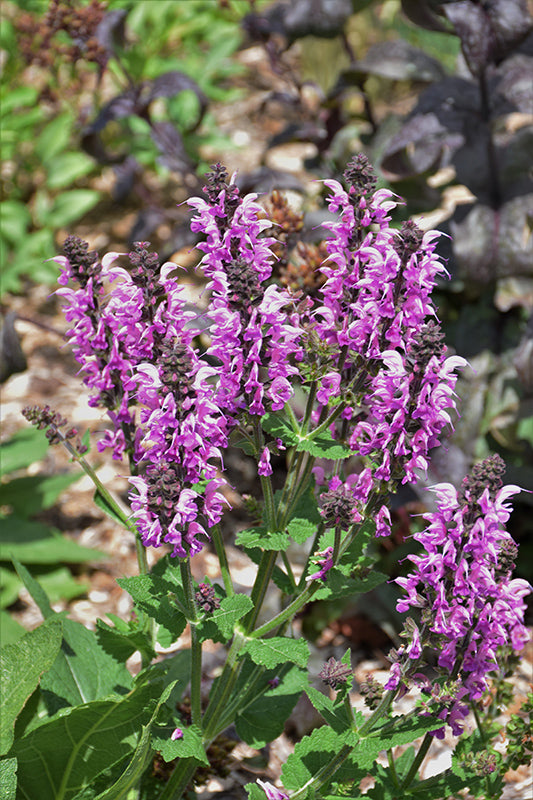 Salvia-Back to the Fuchsia 1C