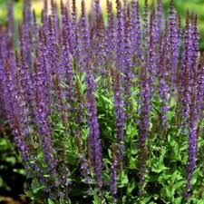 Salvia-May Night 1C
