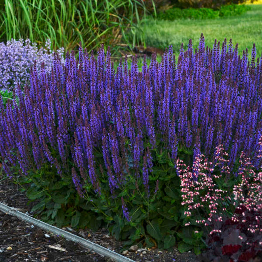 Salvia-Violet Riot 1C