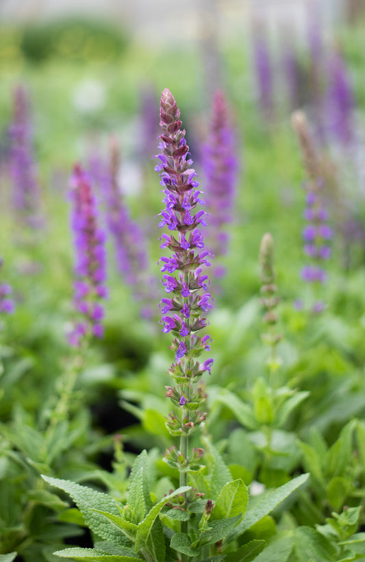 Salvia-East Friesland 1C