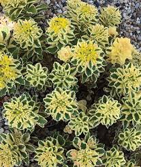 Sedum-Atlantis 1C