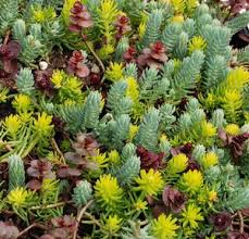Sedum-Flaming Carpet 1C