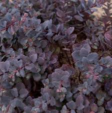 Sedum-Sunset Cloud 1C