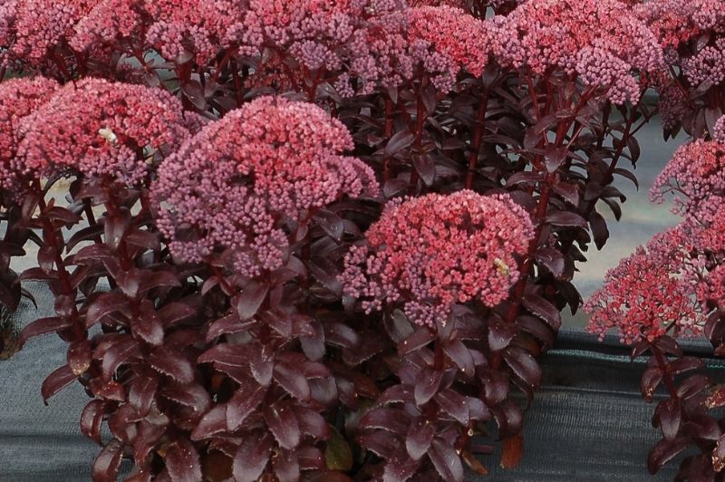 Sedum-Dark Magic 1C
