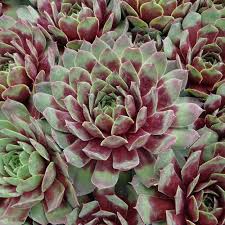 Sempervivum-Ruby Heart 1C