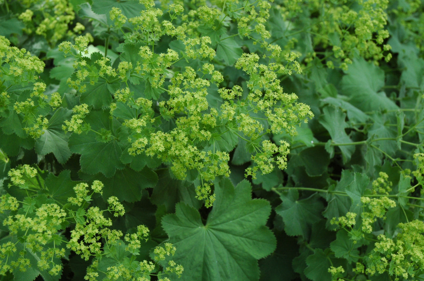 Alchemilla-Mollis 1C