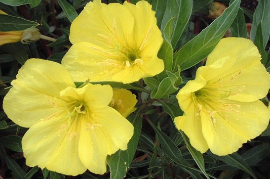 Oenothera-Missouriensis 1C