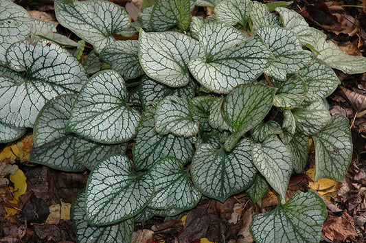 Brunnera-Jack Frost 1C