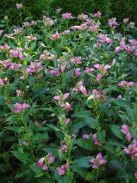 Chelone-Hot Lips 1C