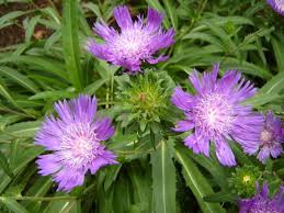 Stokesia-Honeysong 1C
