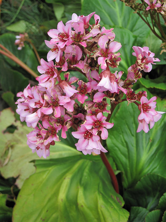 Bergenia-Winter Glow 1C