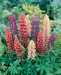 Lupinus-Tutti Frutti Mix 1C