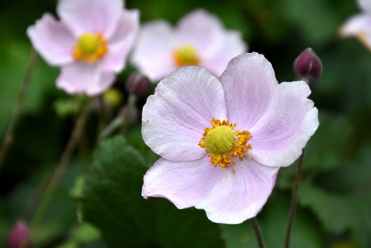 Anemone-September Charm 1C