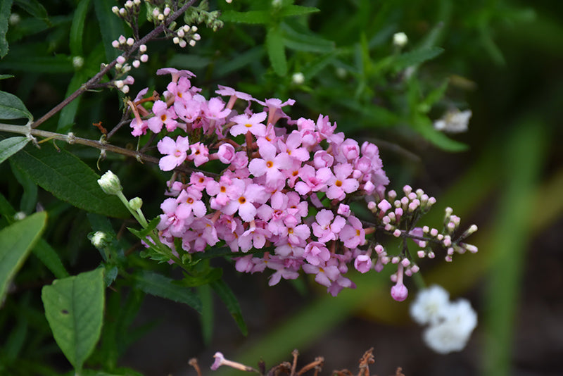 Buddleia-Pink Cascade 2C