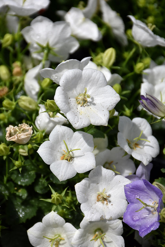 Campanula-Rapido White 1C
