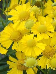 Helenium-Sombrero 1C