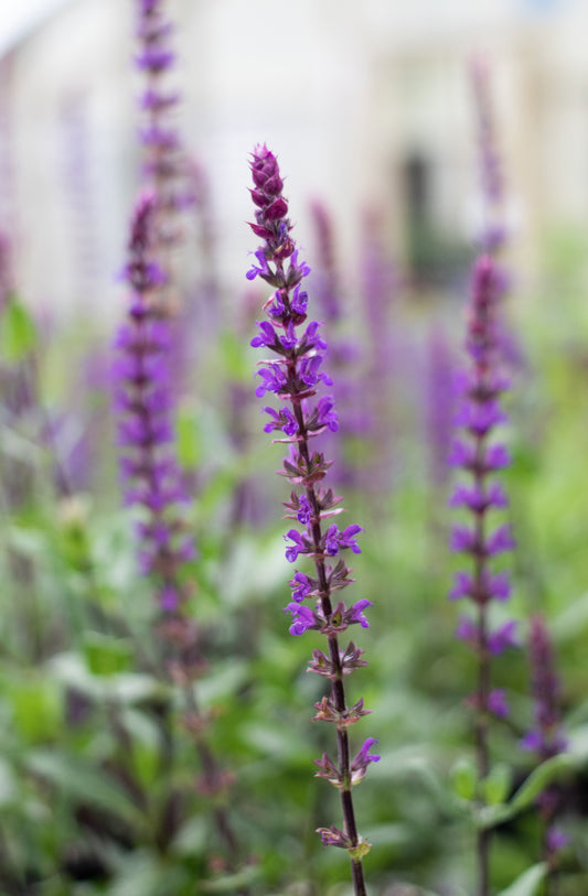 Salvia-Caradonna 1C