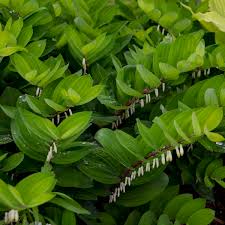 Polygonatum-Ruby Slippers 1C
