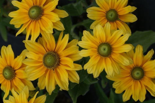 Rudbeckia-Prairie Sun 1C